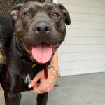 Un American Bully Staffy Bull Terrier portant un collier et tirant la langue
