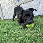 Un American Bully Staffy Bull Terrier sur un terrain et tenant une balle dans sa gueule 
