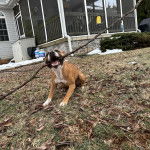 Un American Bully Staffy Bull Terrier assis sur un terrain herbeux et tenant un gros morceau de bois dans sa gueule