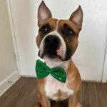 Un American Bully Staffy Bull Terrier assis sur un parquet et portant un noeud autour du cou