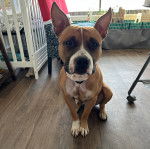 Un American Bully Staffy Bull Terrier assis sur un parquet et portant un collier au cou