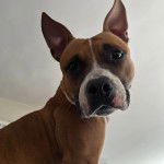 Un American Bully Staffy Bull Terrier regardant vers la caméra