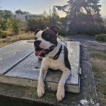 Un American Bully Staffy Bull Terrier allongé et portant un collier pour chien