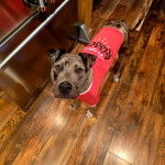 Un American Bully Staffy Bull Terrier sur un parquet et portant un habit pour chien