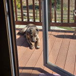 Un American Bully Staffy Bull Terrier allongé sur un parquet