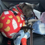 Un American Bully Staffy Bull Terrier allongé dans une voiture et portant un habit pour chien 