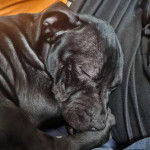 Un American Bully Staffy Bull Terrier semblant dormir