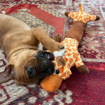 Un American Bully Staffy Bull Terrier allongé sur un tapis et mordant une peluche