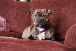 Un American Bully Staffy Bull Terrier allongé sur un canapé et portant un collier autour du cou