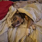 Un American Bully Staffy Bull Terrier allongé sur un lit et portant un collier au cou