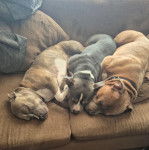 Trois American Bully Staffy Bull Terrier allongés sur un canapé