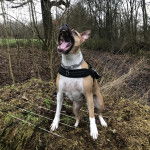 Un American Bully Staffy Bull Terrier sur un terrain herbeux portant un harnais et semblant aboyer