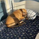 Un American Bully Staffy Bull Terrier allongé sur un lit