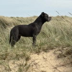 Un American Bully Staffy Bull Terrier sur un terrain herbeux