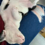 Un American Bully Staffy Bull Terrier allongé sur les cuisses d'une personne