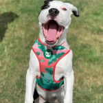 Un American Bully Staffy Bull Terrier sur un terrain herbeux et portant un harnais
