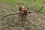 Un American Bully Staffy Bull Terrier sur un terrain herbeux et tenant un gros morceau de bois dans sa gueule