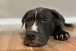 Un American Bully Staffy Bull Terrier allongé sur un parquet
