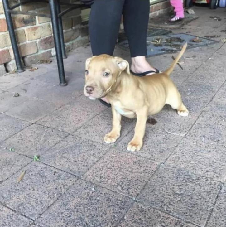 Photo American Bully Staffy Bull Terrier