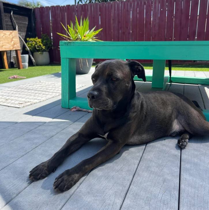 Photo American Bully Staffy Bull Terrier