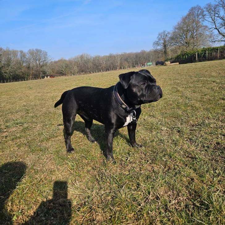 Photo American Bully Staffy Bull Terrier