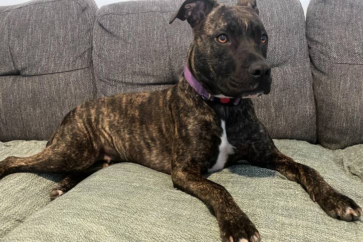 Photo American Bully Staffy Bull Terrier