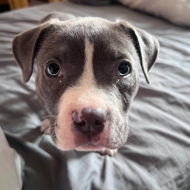 Photo American Bully Staffy Bull Terrier