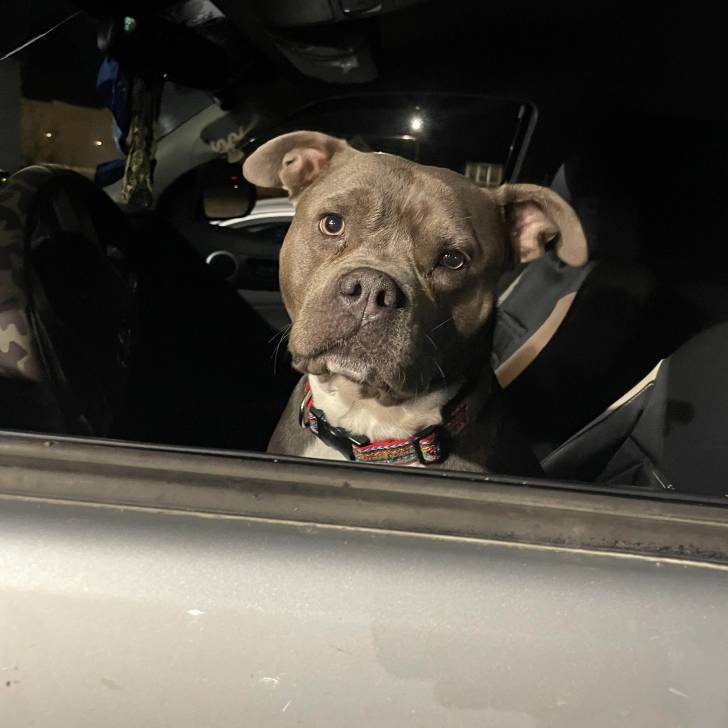 Photo American Bully Staffy Bull Terrier