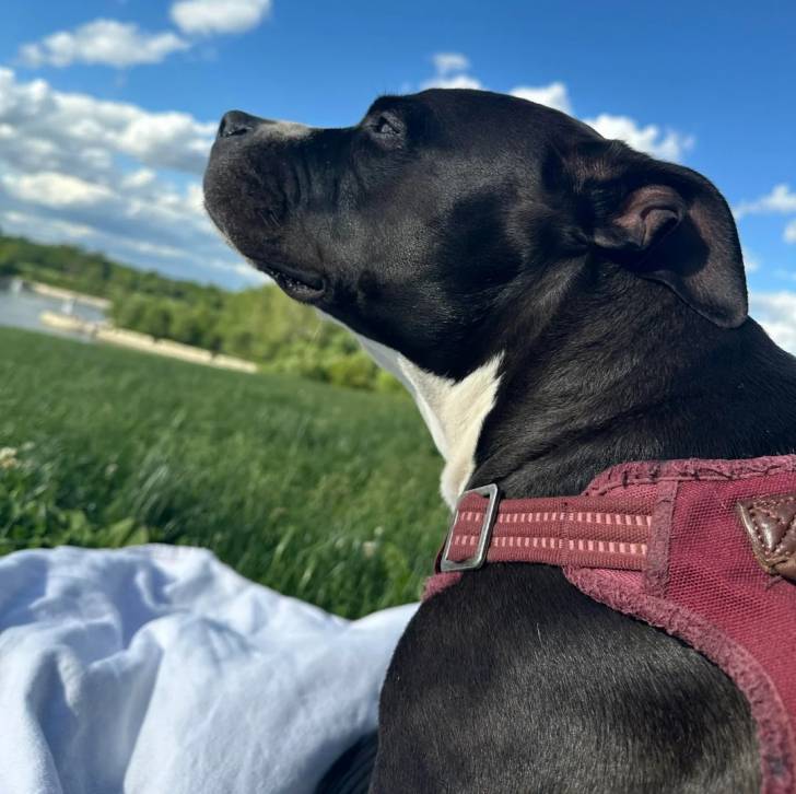 Photo American Bully Staffy Bull Terrier