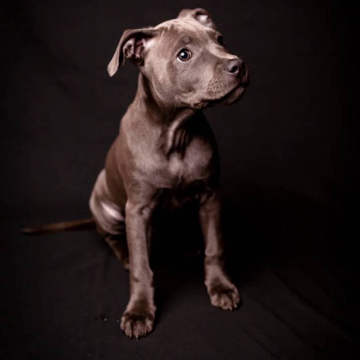 Photo American Bully Staffy Bull Terrier