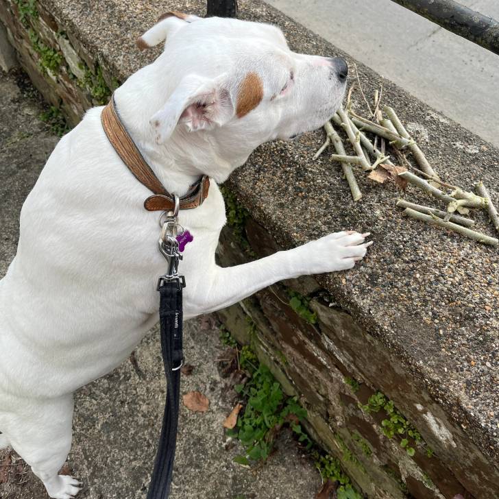 Photo American Bully Staffy Bull Terrier