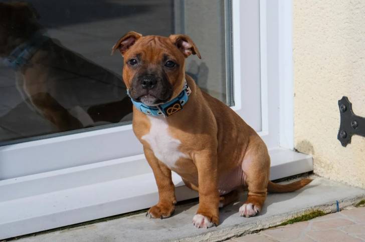 Photo American Bully Staffy Bull Terrier