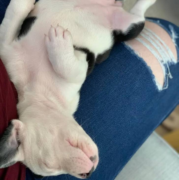 Photo American Bully Staffy Bull Terrier
