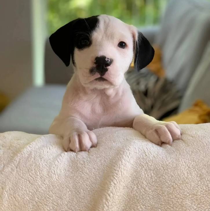Photo American Bully Staffy Bull Terrier