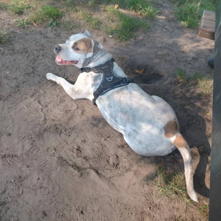 Photo American Bully Staffy Bull Terrier