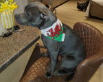 Un American Bully Staffy Bull Terrier assis sur une chaise et portant un foulard