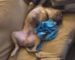 Un American Bully Staffy Bull Terrier allongé sur le dos sur un canapé 