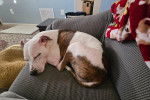 Un American Bully Staffy Bull Terrier allongé sur un canapé et semblant dormir
