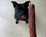 Un American Bully Staffy Bull Terrier se léchant les babines et semblant vouloir manger une saucisse 