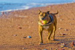 Un American Bully Staffy Bull Terrier marchant sur une surface sableuse et tenant une balle dans sa gueule