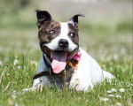 Un American Bully Staffy Bull Terrier allongé sur un terrain herbeux et portant un collier au cou