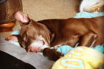 Un American Bully Staffy Bull Terrier allongé sur un tapis et semblant dormir
