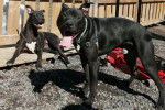 Deux American Bully Staffy Bull Terrier ayant la gueule ouverte