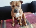 Un American Bully Staffy Bull Terrier assis sur un canapé