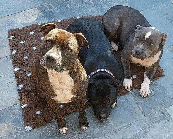 Trois American Bully Staffy Bull Terrier sur un tapis 