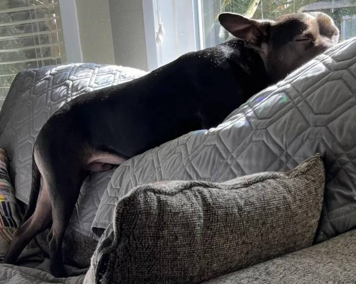 Un American Bully Staffy Bull Terrier sur un canapé 