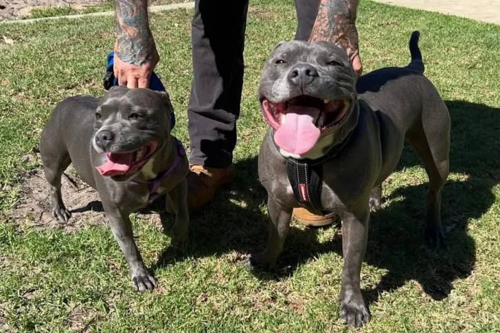 Deux American Bully Staffy Bull Terrier tenus par un homme