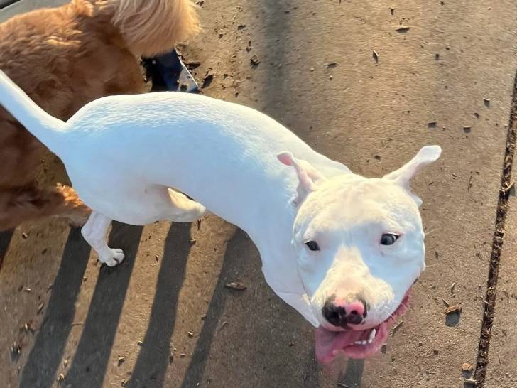 Un American Bully Staffy Bull Terrier regardant vers la caméra et ouvrant la gueule