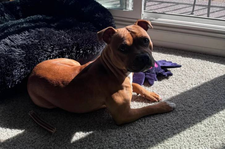Un American Bully Staffy Bull Terrier allongé sur une moquette