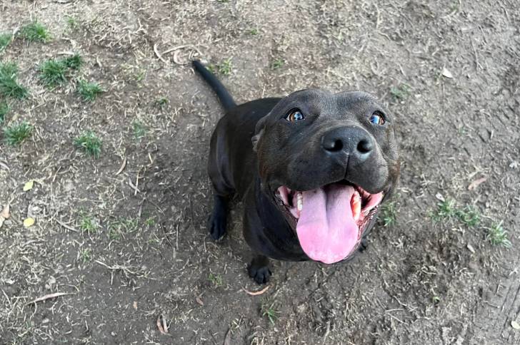 Un American Bully Staffy Bull Terrier assis sur un terrain herbeux et ayant la gueule ouverte